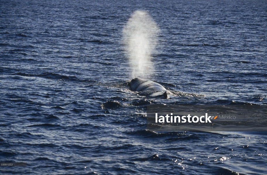 Cachalote (Physeter macrocephalus) echa en chorro, Sri Lanka