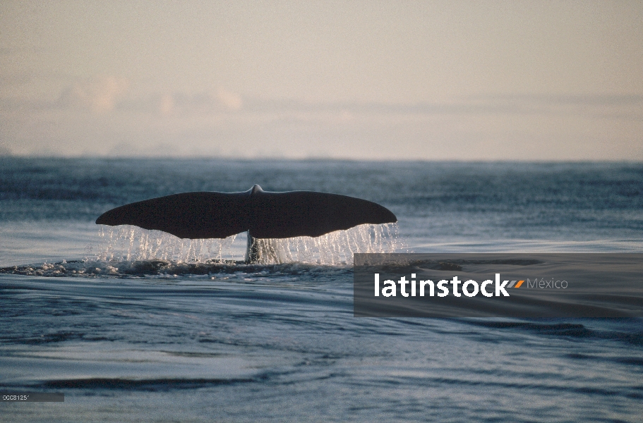 Cola de cachalote (Physeter macrocephalus), Sri Lanka