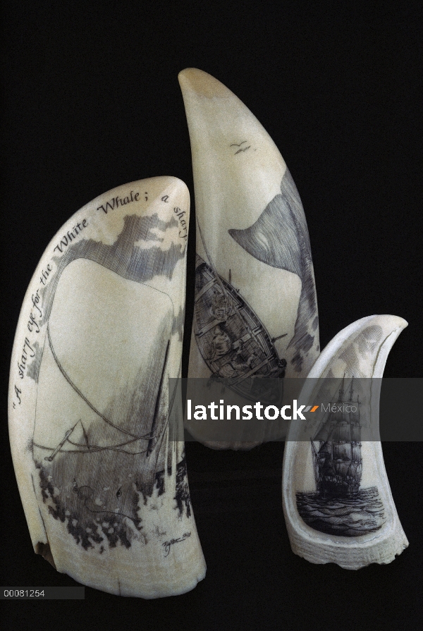 Dientes de cachalote (Physeter macrocephalus) tallados con arte de tallados de ballenas y barcos bal