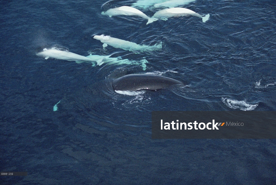 Beluga (Delphinapterus leucas) acosar a ballena de Groenlandia (Balaena mysticetus), Lancaster Sound