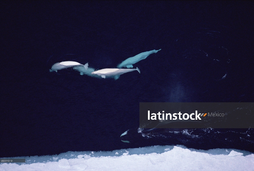 Beluga (Delphinapterus leucas) acosar a ballena de Groenlandia (Balaena mysticetus), Lancaster Sound