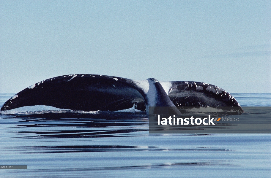 Groenlandia ballena (Balaena mysticetus) cola, Lancaster Sound, Canadá