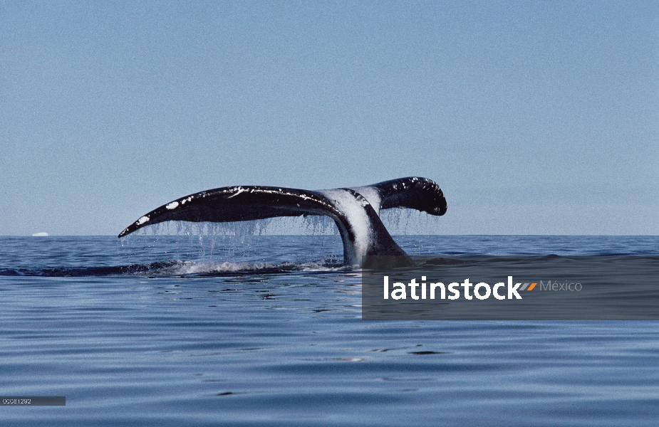 Groenlandia (Balaena mysticetus) de ballena cola, isla de Baffin, Canadá