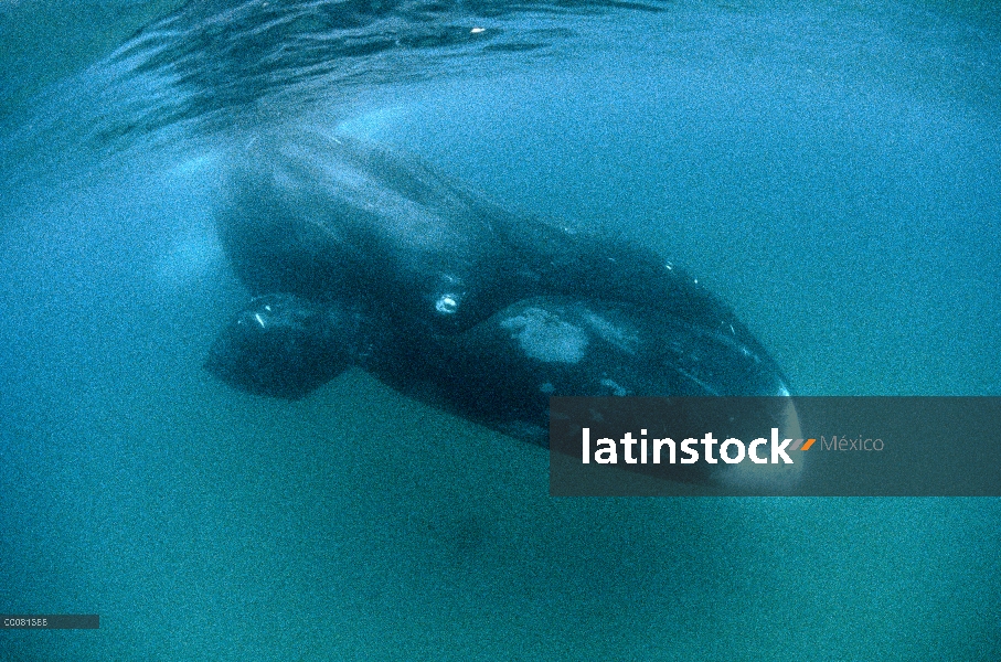 Ballena de Groenlandia (Balaena mysticetus) buceo, isla de Baffin, Canadá