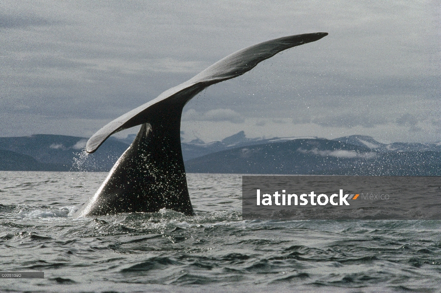 La cola de la ballena de Groenlandia (Balaena mysticetus), isla de Baffin, Nunavut, Canadá