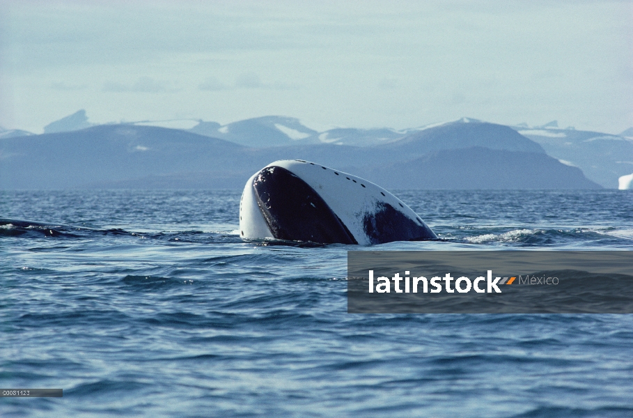 Ballena de Groenlandia (Balaena mysticetus) juvenil asoleándose en superficie, isla de Baffin, Canad