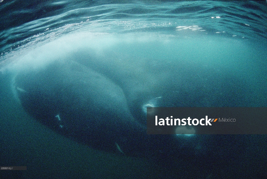 Ballena de Groenlandia (Balaena mysticetus) bajo el agua, isla de Baffin, Canadá