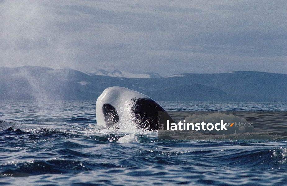 Ballena de Groenlandia (Balaena mysticetus) juvenil asoleándose en superficie, isla de Baffin, Canad