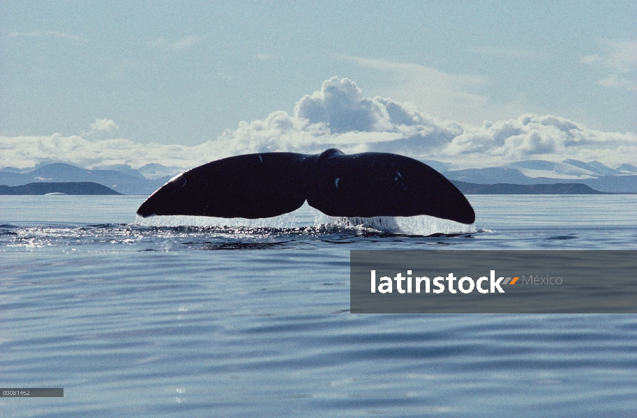 Ballena de Groenlandia (Balaena mysticetus), entrada de Marina, isla de Baffin, Canadá