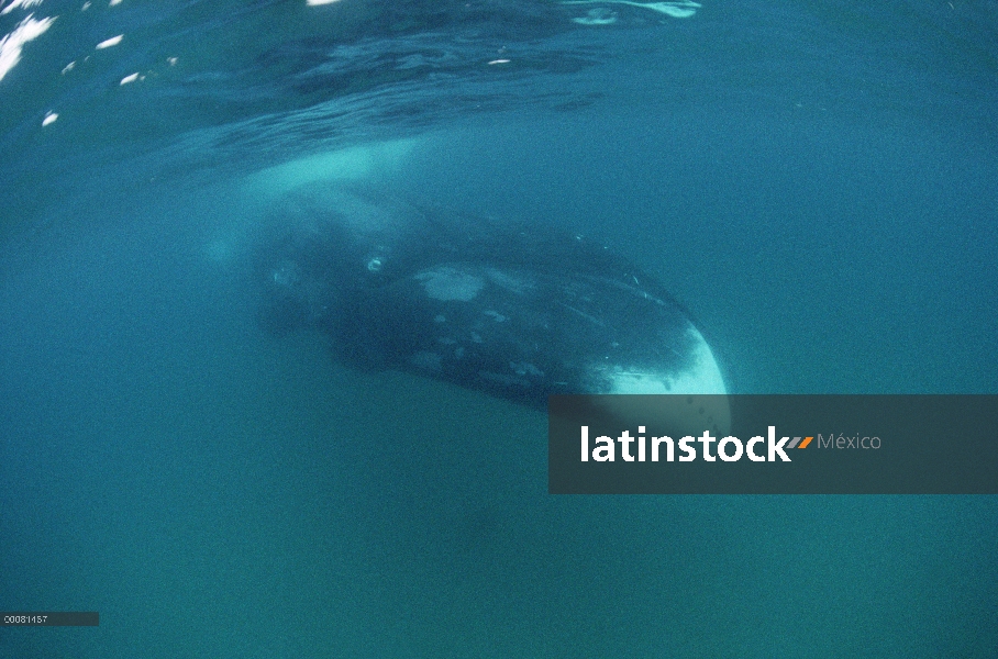 Ballena de Groenlandia (Balaena mysticetus) bajo el agua, isla de Baffin, Canadá