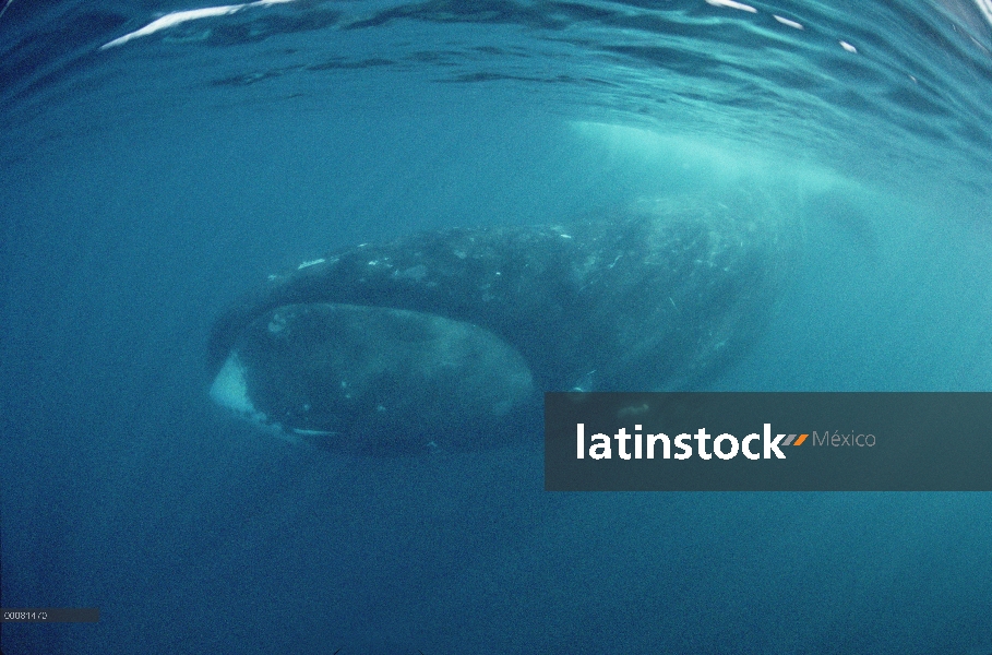 Ballena de Groenlandia (Balaena mysticetus) bajo el agua, isla de Baffin, Canadá