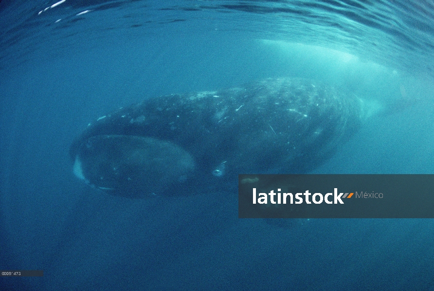 Ballena de Groenlandia (Balaena mysticetus), isla de Baffin, Canadá