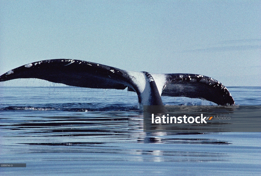 Groenlandia (Balaena mysticetus) de ballena cola, isla de Baffin, Canadá