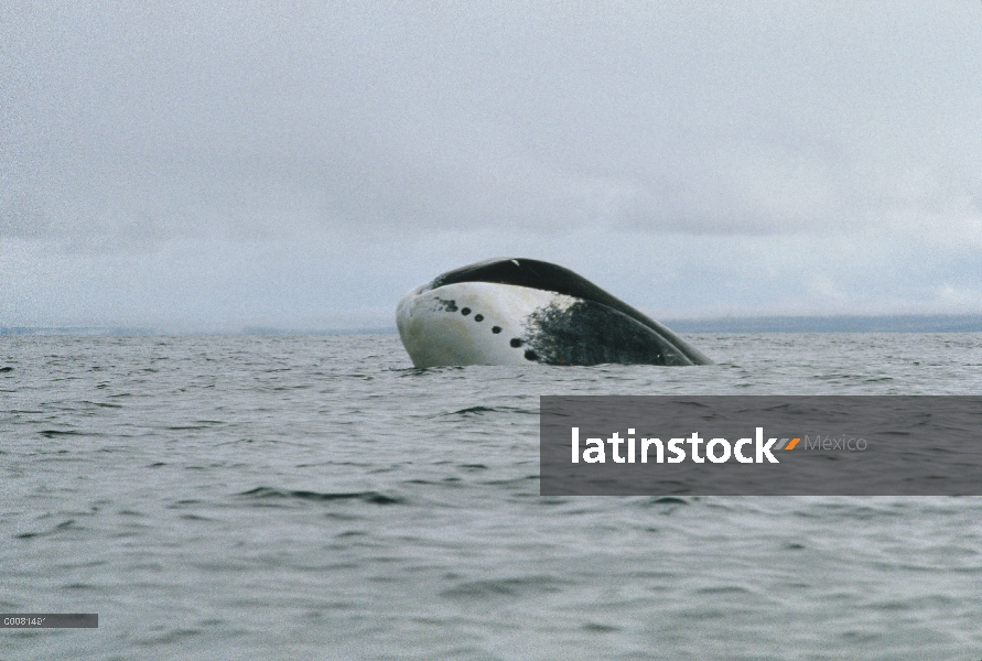 Ballena de Groenlandia (Balaena mysticetus) superficie, isla de Baffin, Canadá