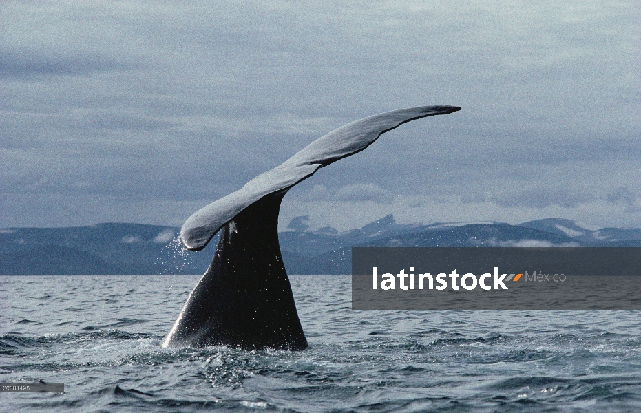 Groenlandia (Balaena mysticetus) de ballena cola, isla de Baffin, Canadá