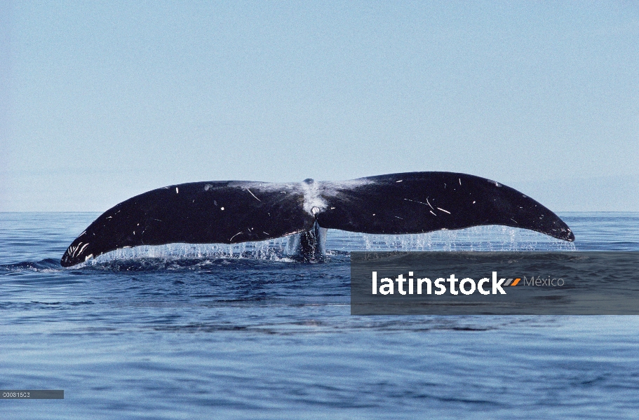 Ballena de Groenlandia (Balaena mysticetus), isla de Baffin, Canadá