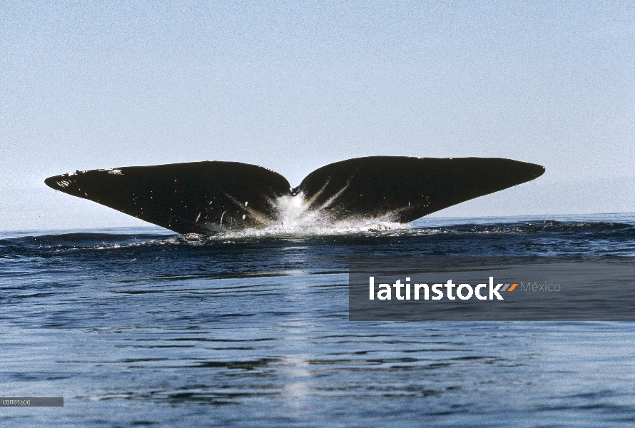 La cola de la ballena de Groenlandia (Balaena mysticetus), isla de Baffin, Nunavut, Canadá