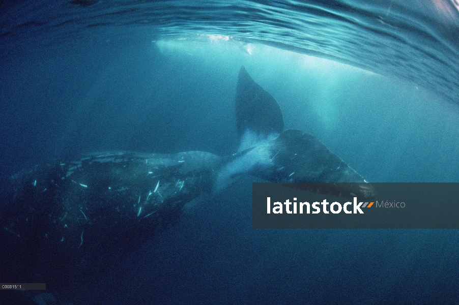 Ballena de Groenlandia (Balaena mysticetus), isla de Baffin, Canadá