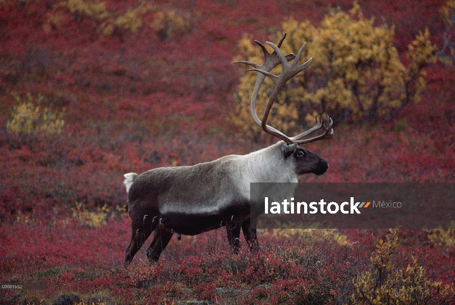 Toro de caribú (Rangifer tarandus) en otoño tundra, Alaska