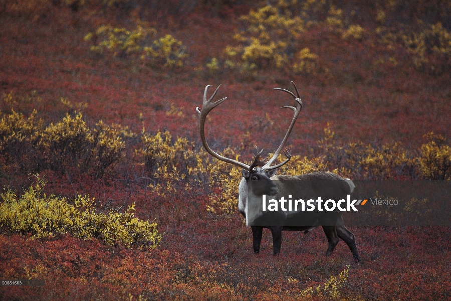 Caribú (Rangifer tarandus) Toro en tundra otoño, Parque Nacional de Denali y Preserve, Alaska