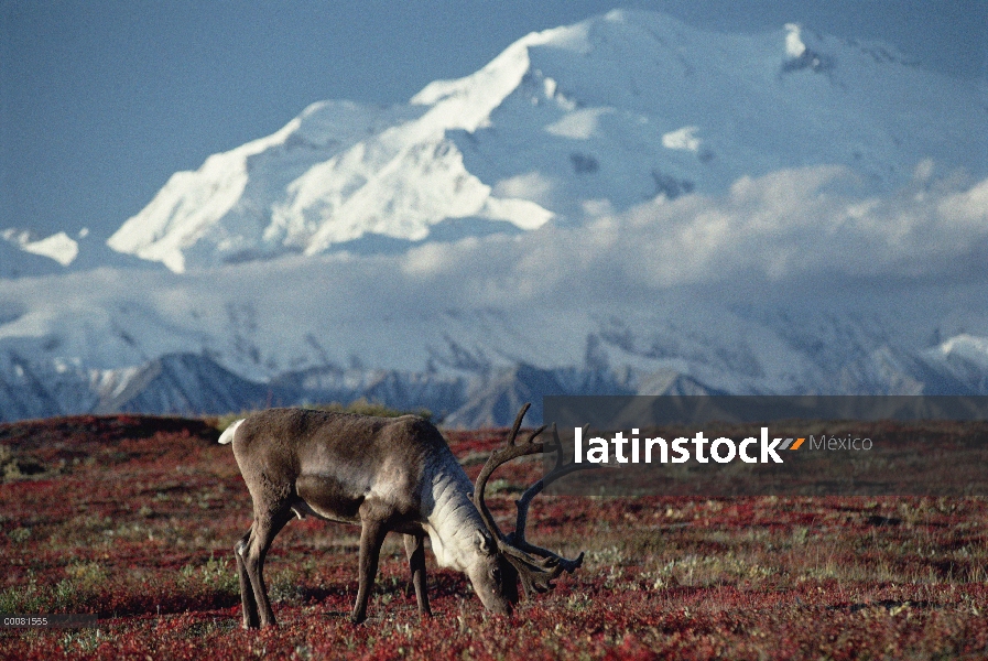 Caribú (Rangifer tarandus) Toro pastando debajo de Mt Denali, Parque Nacional de Denali y Preserve, 