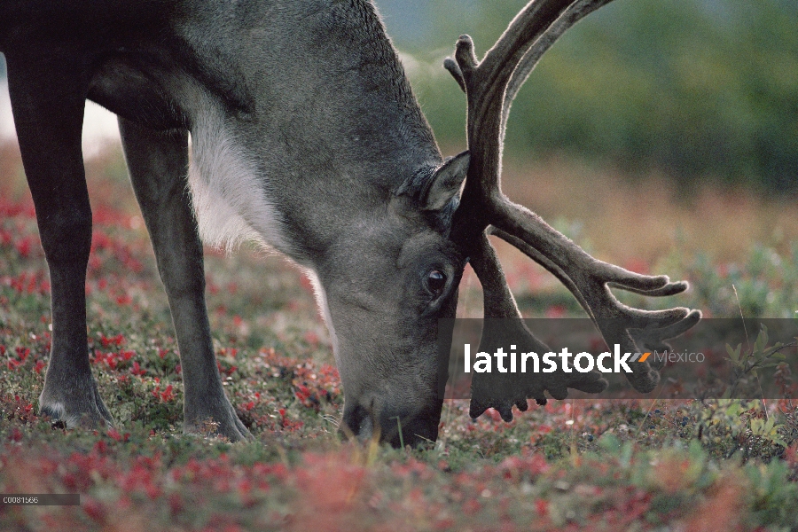 Caribú (Rangifer tarandus) pastoreo en otoño tundra, Parque Nacional de Denali y Preserve, Alaska