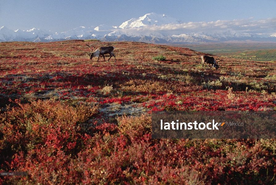 Par de caribú (Rangifer tarandus) pastoreo en otoño tundra cerca Mt Denali, Parque Nacional de Denal