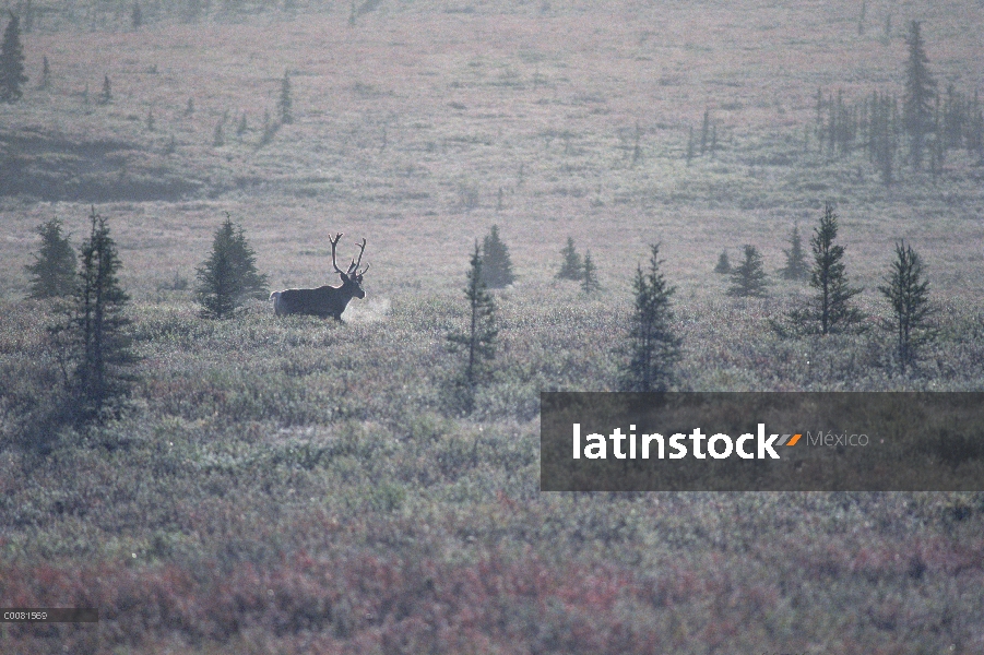 Caribú (Rangifer tarandus) en taiga en la niebla, Alaska