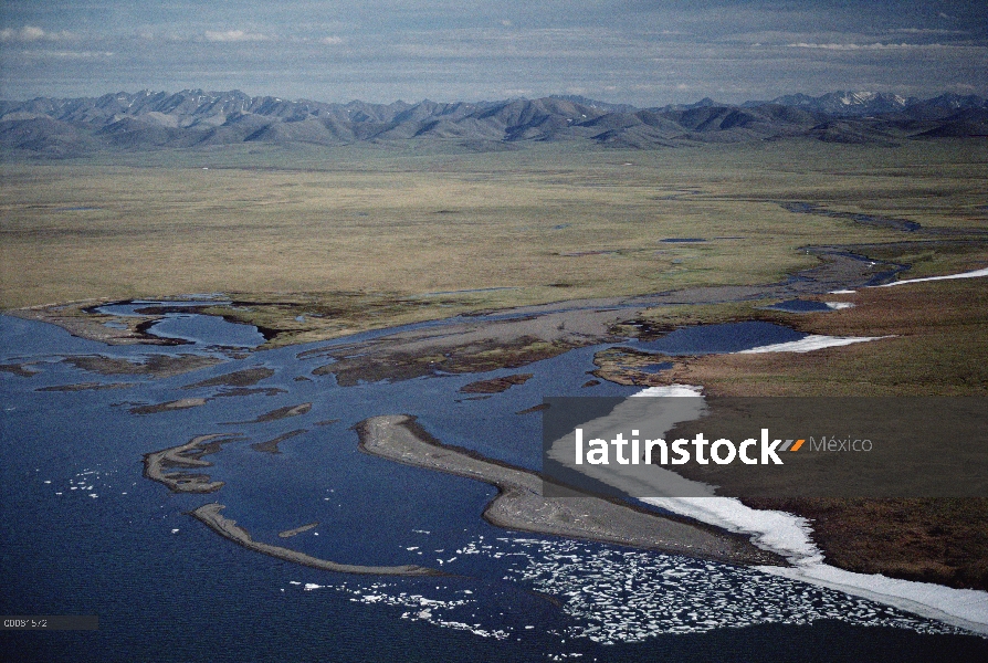 Vista aérea de caribú (Rangifer tarandus) de motivos entre partos del hato puerco espín en la llanur