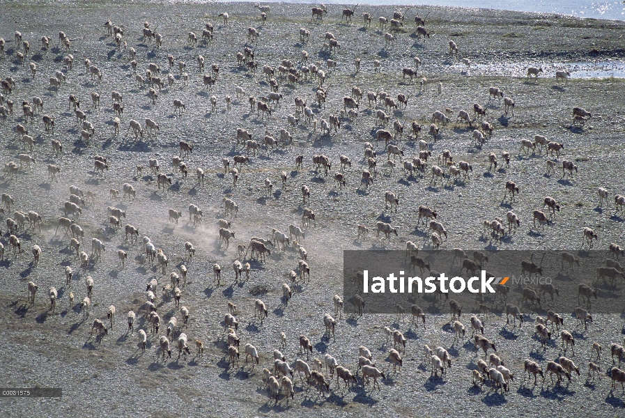 Vista aérea de caribú (Rangifer tarandus) de puerco espín manada migrar, Arctic National Wildlife Re