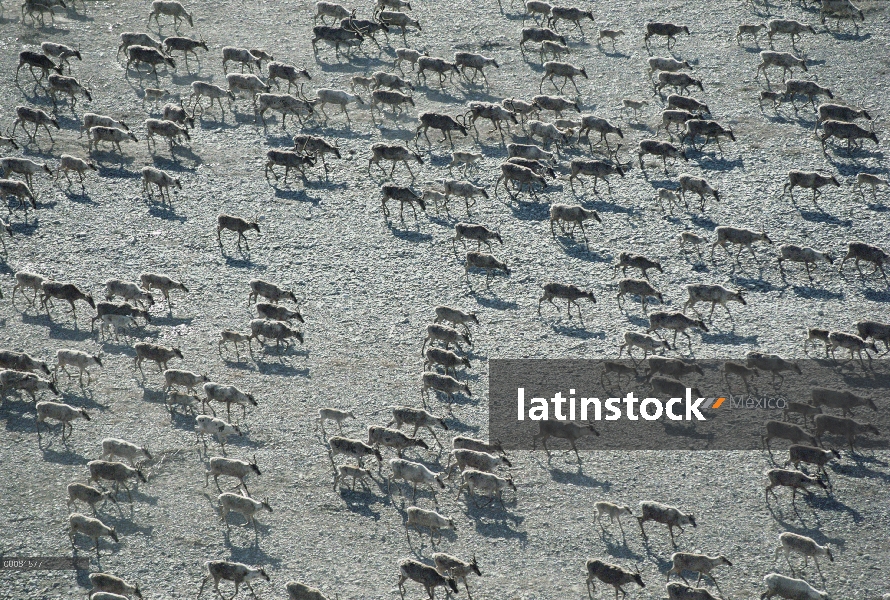 Vista aérea de caribú (Rangifer tarandus) de puerco espín manada migrar, Arctic National Wildlife Re