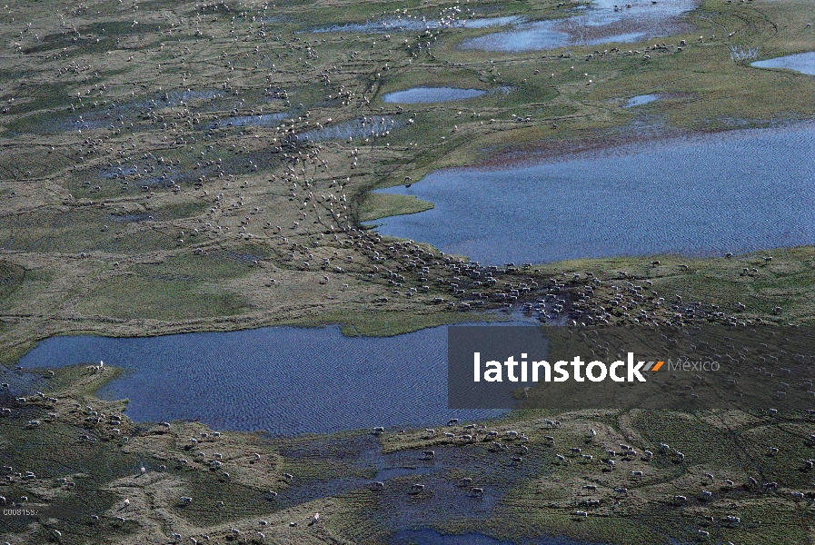 Vista aérea de caribú (Rangifer tarandus) de puerco espín manada migrar, Arctic National Wildlife Re