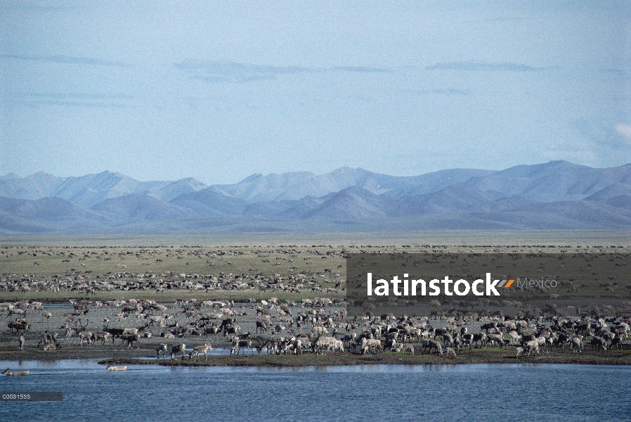 Caribú (Rangifer tarandus) de la manada de puercoespín en terrenos de partos en zona costera, Arctic