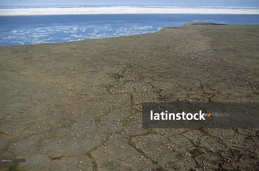 Vista aérea de caribú (Rangifer tarandus) de Hato puerco espín en tierra parir en zona costera, Arct