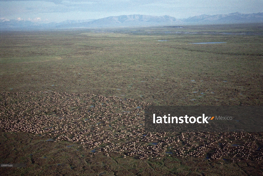 Vista aérea de caribú (Rangifer tarandus) de puerco espín manada migrar, Arctic National Wildlife Re