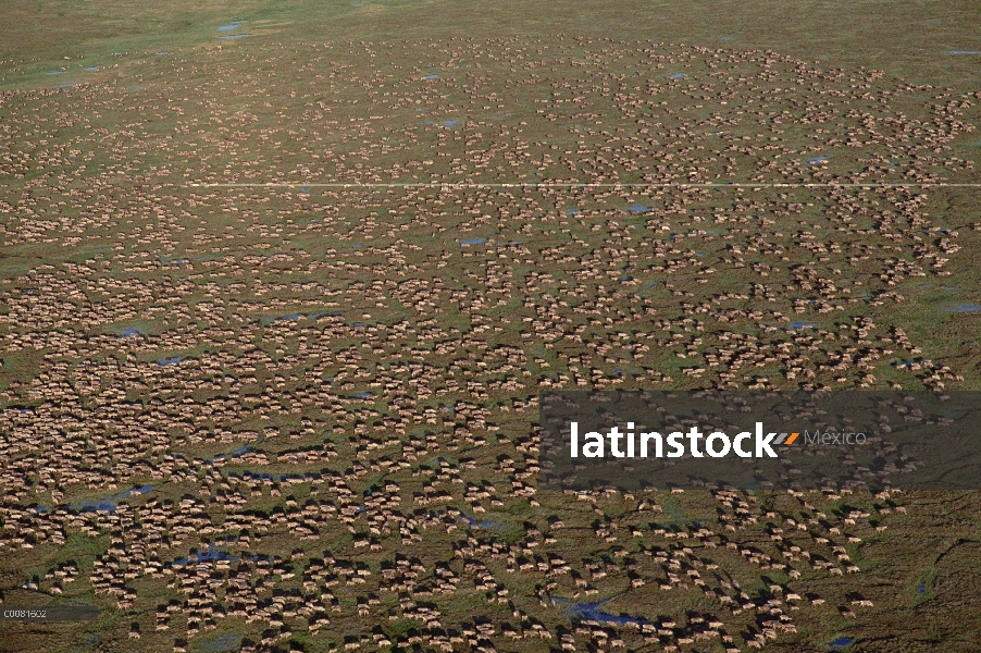 Vista aérea de caribú (Rangifer tarandus) de puerco espín manada migrar, Arctic National Wildlife Re