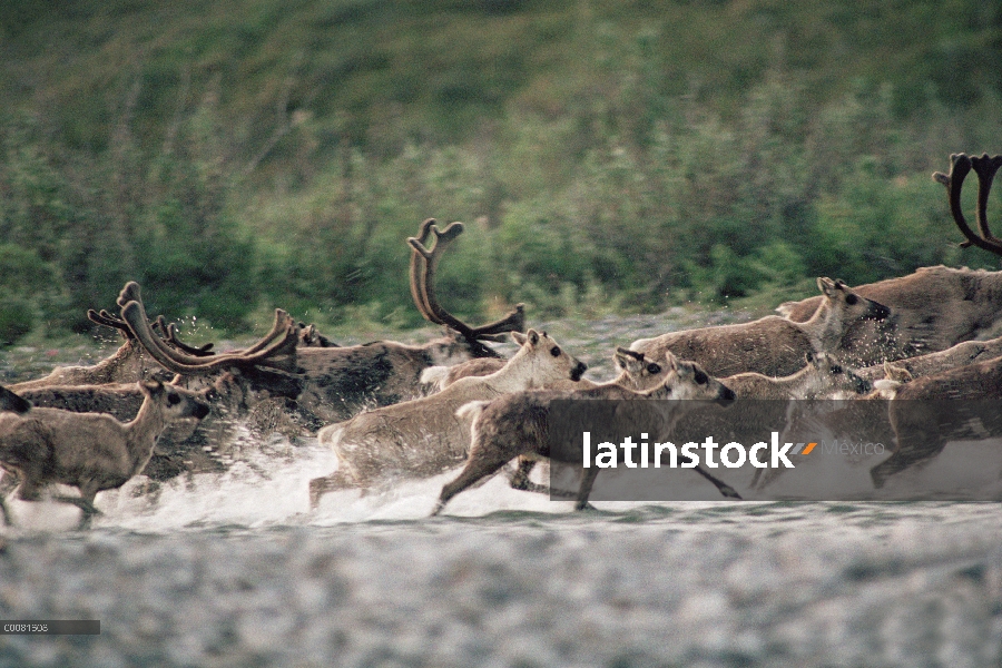 Manada de caribú (Rangifer tarandus) correr, Alaska