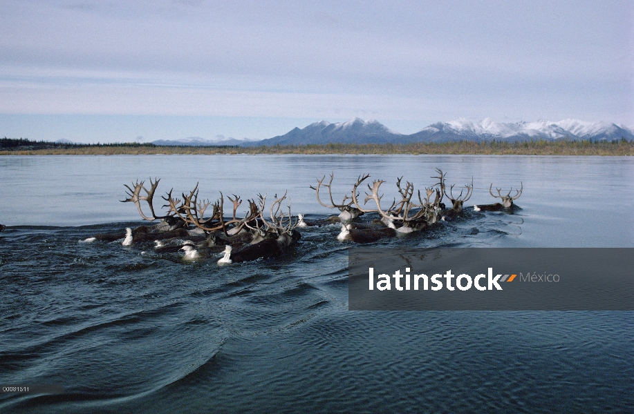 Caribú (Rangifer tarandus) de la natación de manada Ártico occidental a través del río Kobuk durante