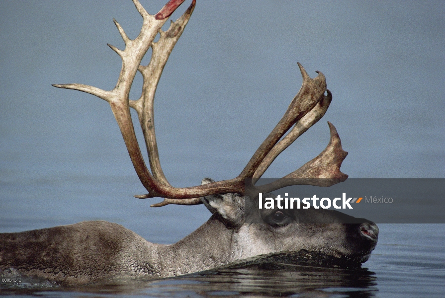 Caribú (Rangifer tarandus) nadando a través del río Kobuk durante migración, Alaska