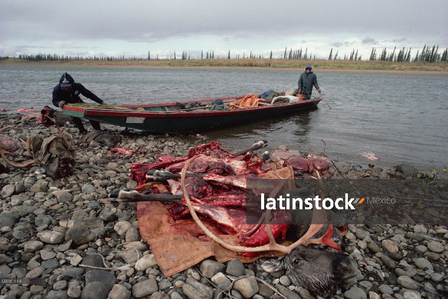 Indios Gwich'in con muerte de caribú (Rangifer tarandus), Alaska