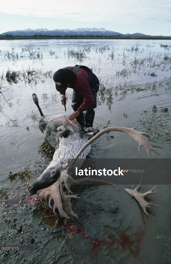 Gwich'in indio con muerte de caribú (Rangifer tarandus), Arctic National Wildlife Refuge, Alaska