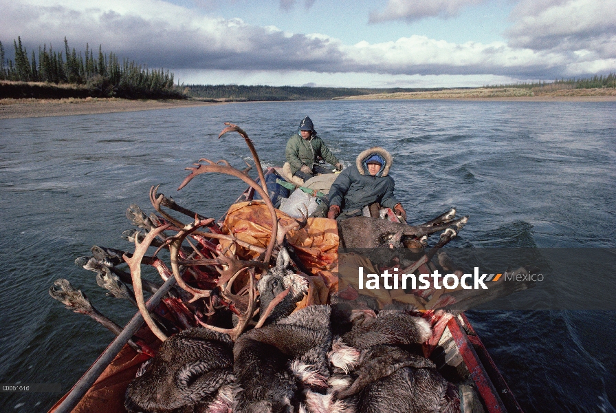 Mataron a los indios Gwich'in con caribú (Rangifer tarandus) en barco, Arctic National Wildlife Refu