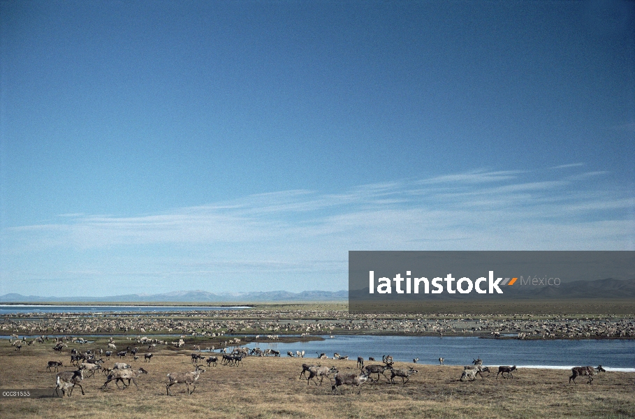 Caribú (Rangifer tarandus) de la manada de puerco espín migrar con la Cordillera de Brooks en distan