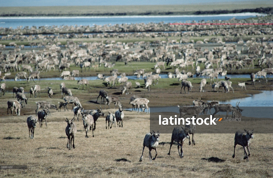 Caribú (Rangifer tarandus) de la manada de puerco espín por motivos parto de tundra, Arctic National