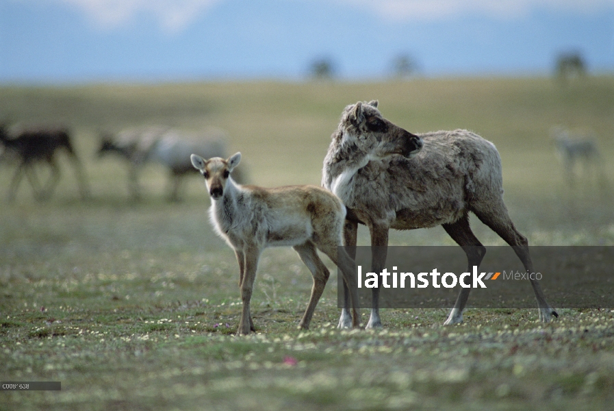 Caribú (Rangifer tarandus) femenino y el becerro de la manada de puerco espín, Arctic National Wildl