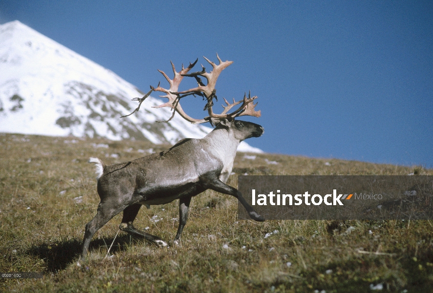 Hombre de caribú (Rangifer tarandus) funcionando, Alaska