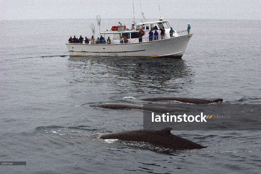 Picuda pod ballena (Ziphiidae) observado por gente en barco