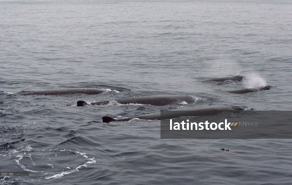 Picuda pod ballena (Ziphiidae) superficie