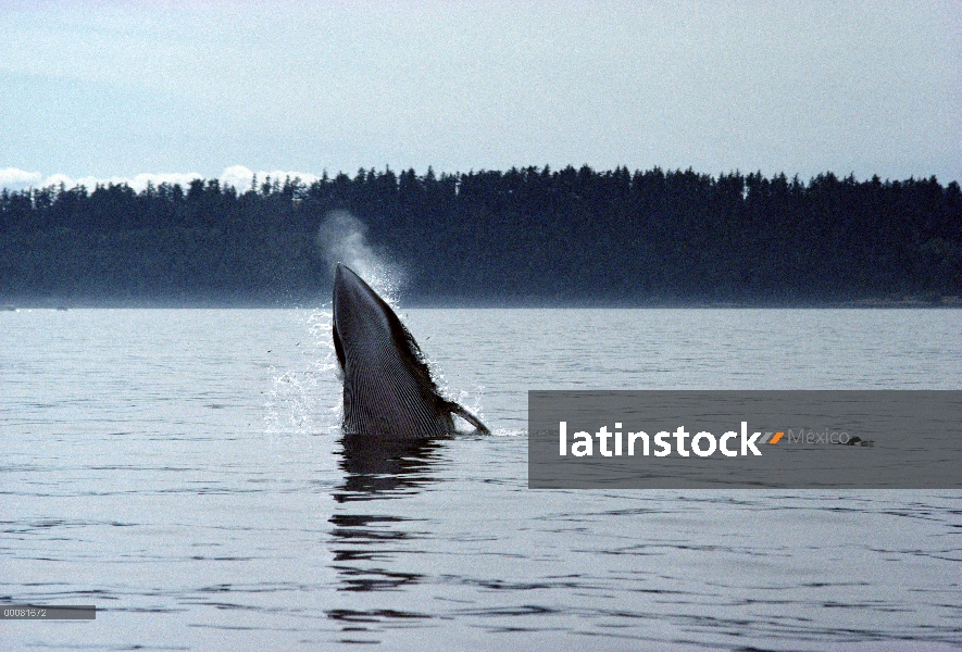 Ballena de Minke común (Balaenoptera acutorostrata) violar, sureste de Alaska