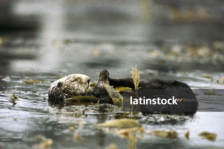 Nutria marina (Enhydra lutris) envuelto en algas, California